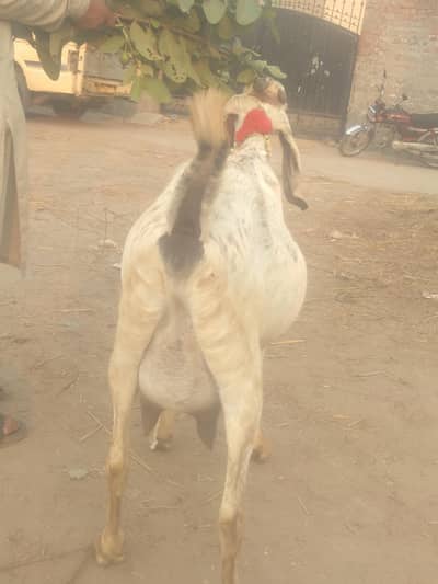 Sony ka liya tyr bakri for sale