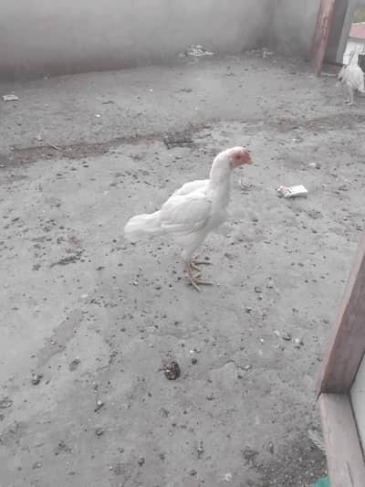 parrot beak, parrot beak chick's, hirra aseel,miyawalii aseel