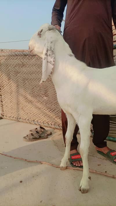 rajanpuri makhi cheena mix bacha 35 kg weight