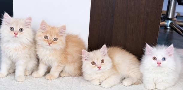 Triple coat Pure Persian Kitten Cats 2.5 Months