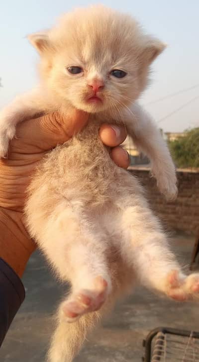 persian kittens