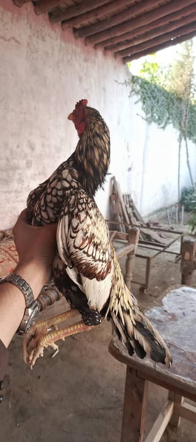 urgent for sell