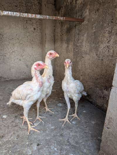 Paper White Heera Aseel chicks for Sale