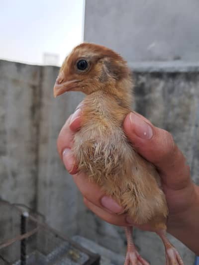 Aseel Mianwali Chicks