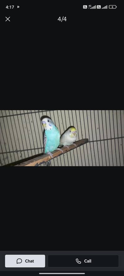 Australian parrot breeder