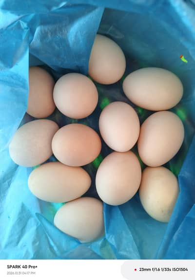 fertile egg agay di da chargy