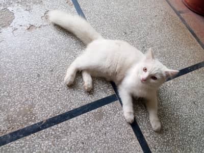Persian cat