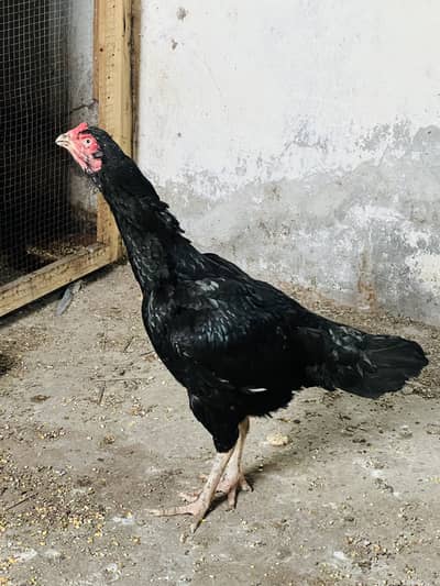 Breeder female