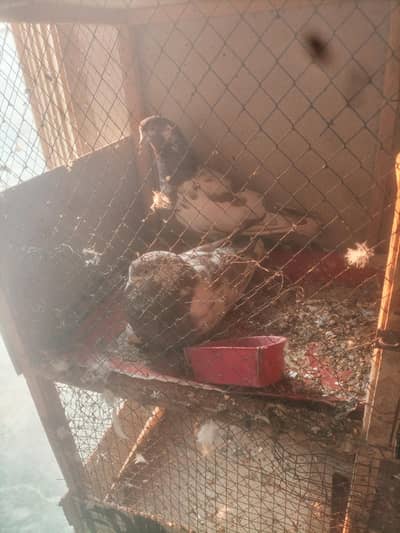 Surkha Pair For Sale