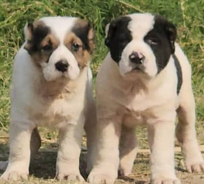​Top Quality King Alabai Puppies Pair - 2 Months Old