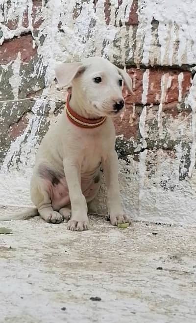 gultair male puppy available