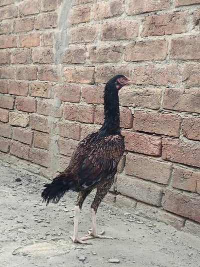 Aseel Hen Beautiful Home Breed