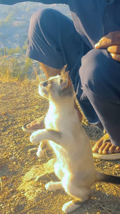 Beautiful cat name barfee