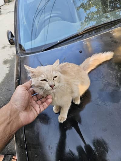 persian cat single coat