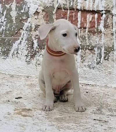 gultair male puppy