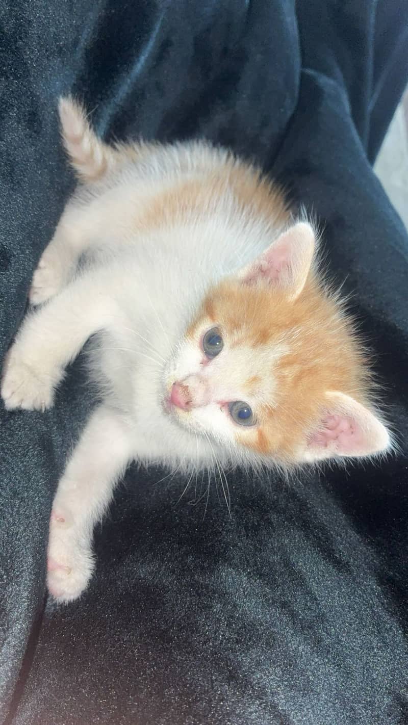 Ginger Colour Kitten 0