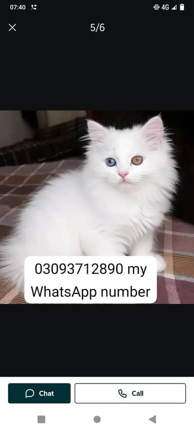 Persian cat for sale male or female vaccinated