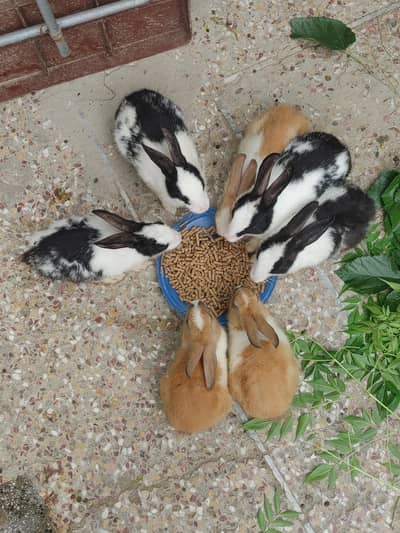 3 female rabbit for ssale in chakwal