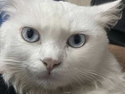 Persian-Blue Eyes adult cat