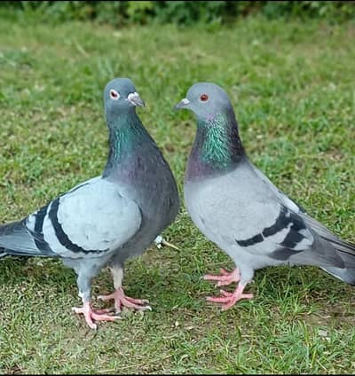 Pigeon for sale beautiful pair