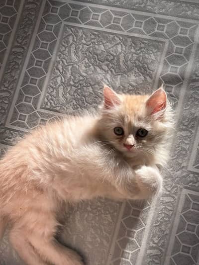 Male persian playful kitten