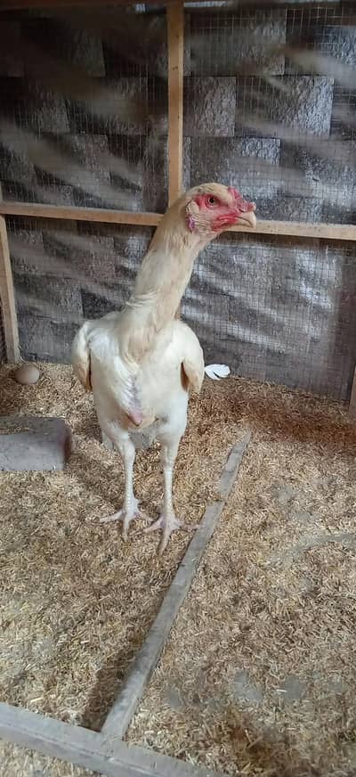 aseel shamo female