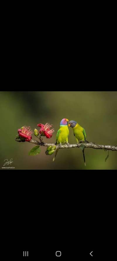 Plumhead Pathy Breeder pair