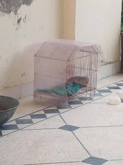Small cage & Birds feeding pots(2000pkr)