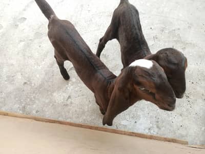 Bakra and Bakri Beetal Nagra Color for sale