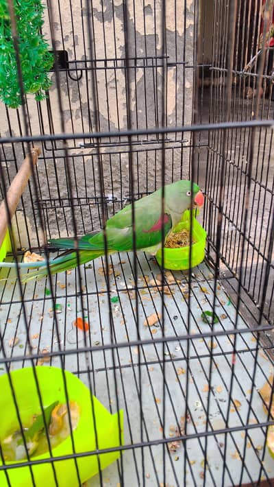 ak  Pavo Teda ha  or khuch ni