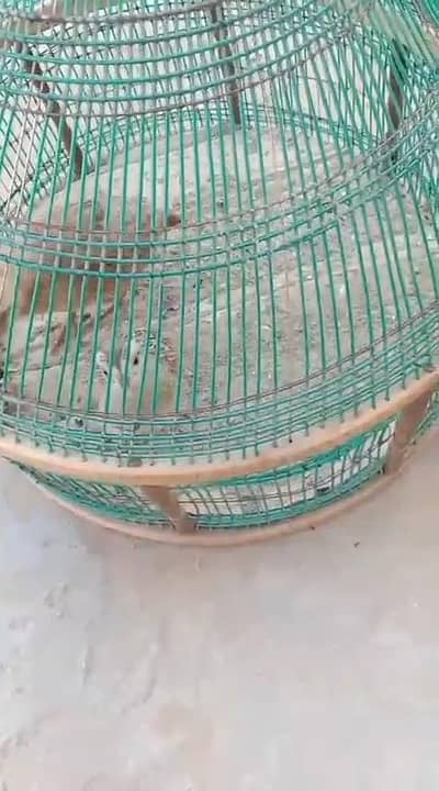 teetar chicks
