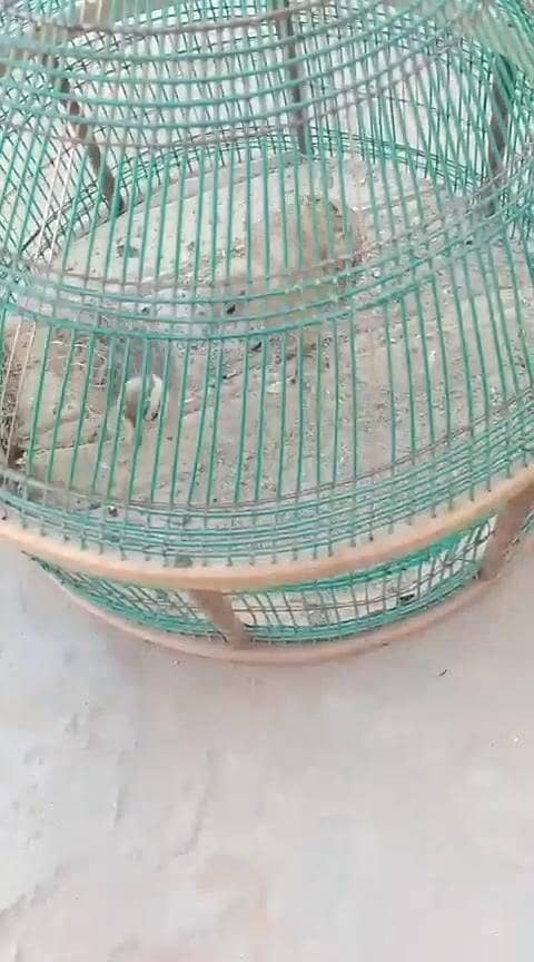 teetar chicks 1