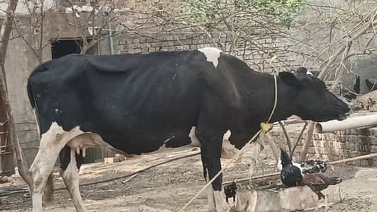 گائے برائے فروخت نسل :فریژن روزانہ دودھ پانچ سے 6 لیٹر بچہ نہیں ھے تھ