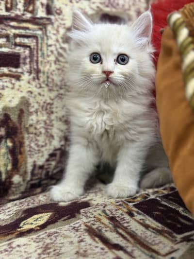 White Persian kittens