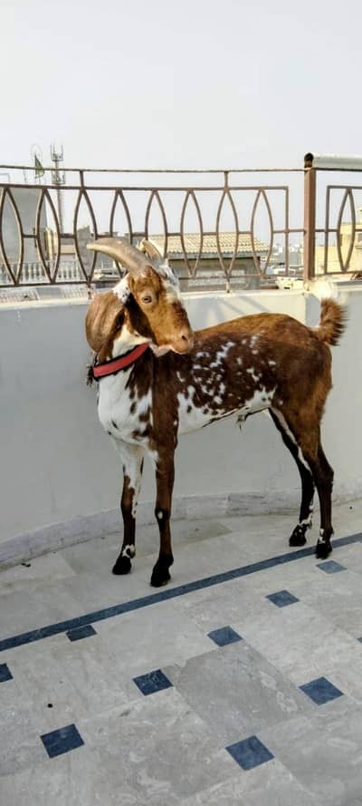 Cheena Tapra