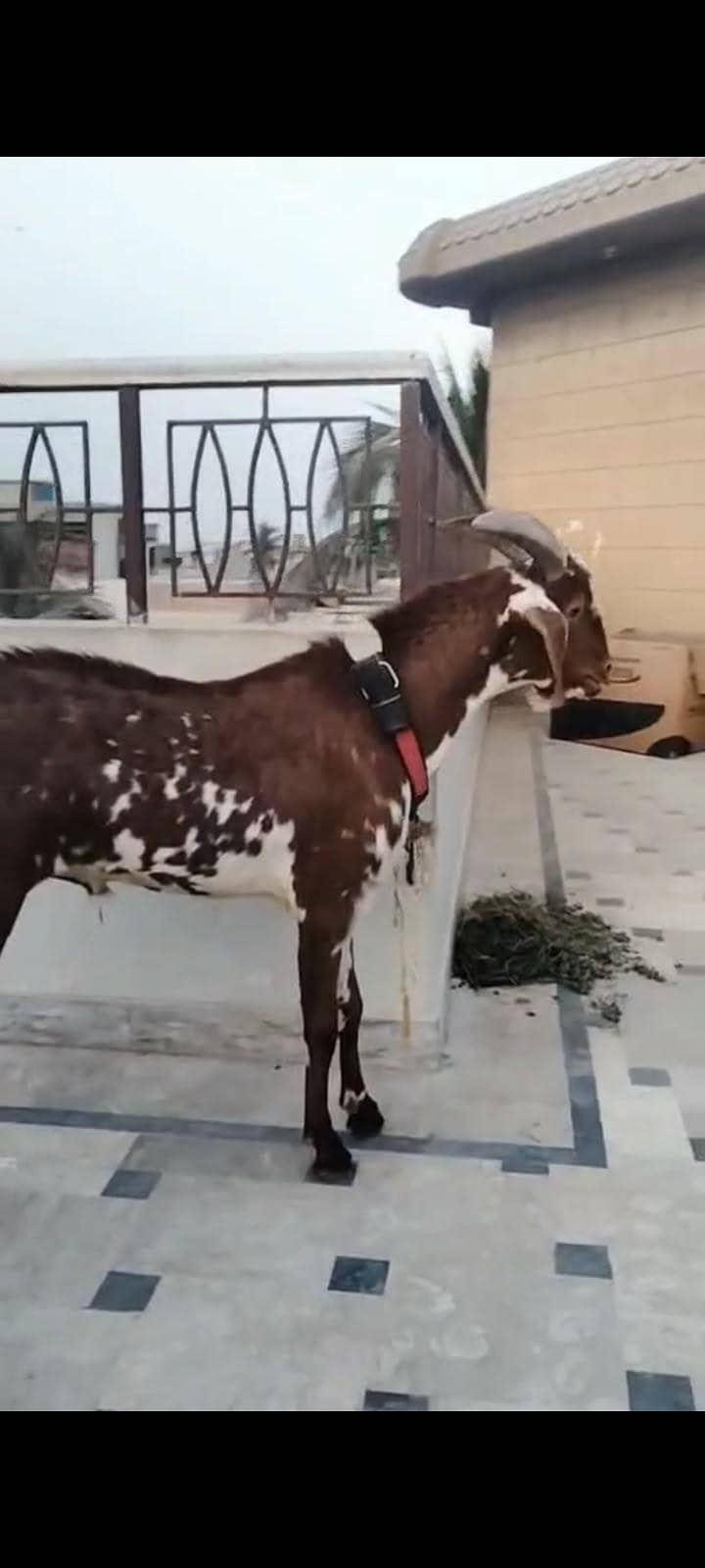 Cheena Tapra 2