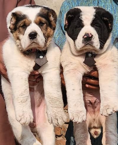 King Alabai dog / alabai puppies / security dog for sale