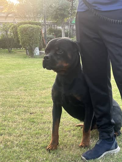 Purebred KCP Registered Male Pure Pedigree Rottweiler