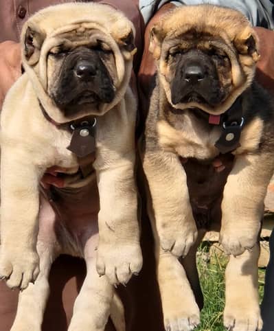 Kurdish kangal / security dog / king kurdish kangal puppies