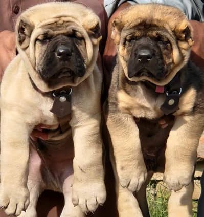Kurdish kangal / security dog / king kurdish kangal puppies