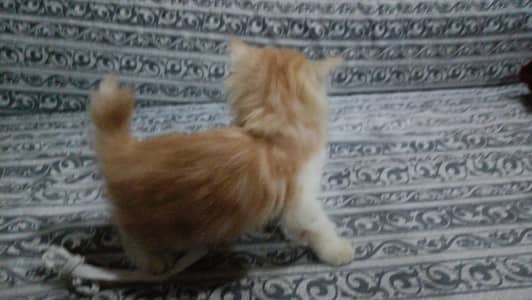 Persian kittens for sale