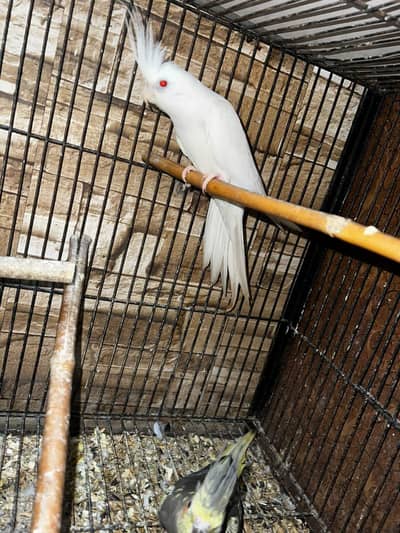 Breeder Pair with 2 chicks