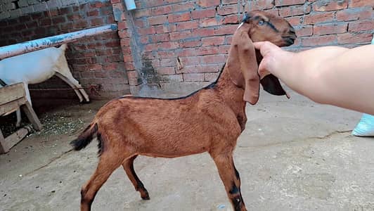 Pure Beetal Nagra & White Rajanpuri Goat Kids (Top Quality Bachay)