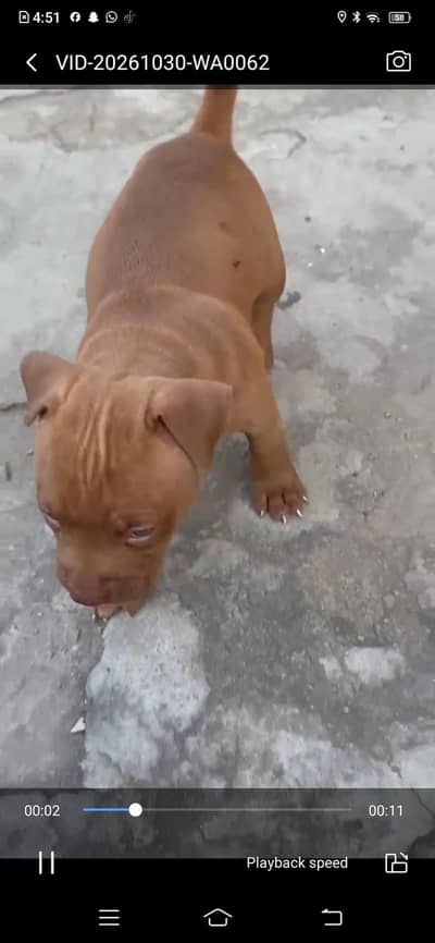 American bully male female available