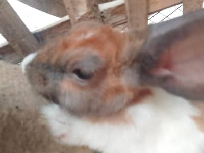 baby rabbit