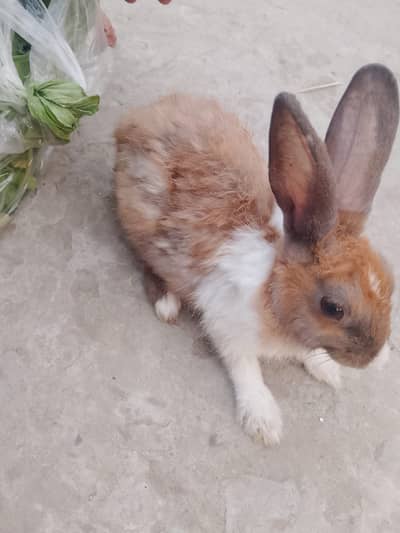 baby rabbit
