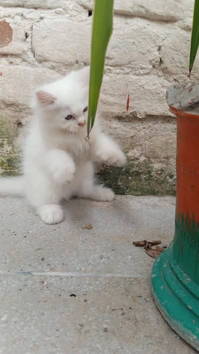 personal people Court female cat and baby kitten