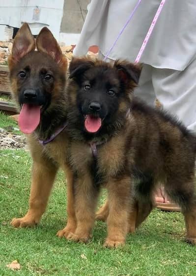 Alsatian bagiyali  Pair for sale | security Dog | Dog Sale | Alsatian