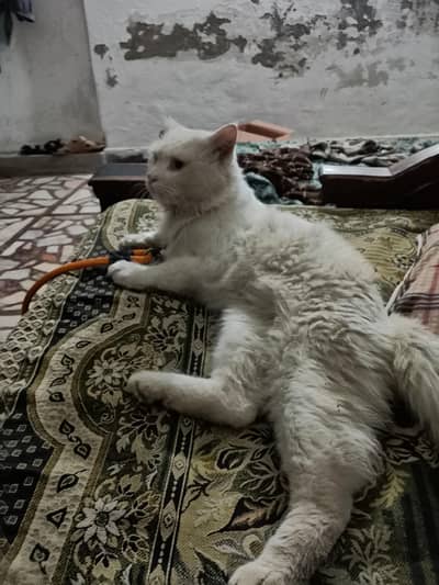 Persian male