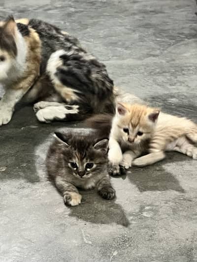 Two kittens